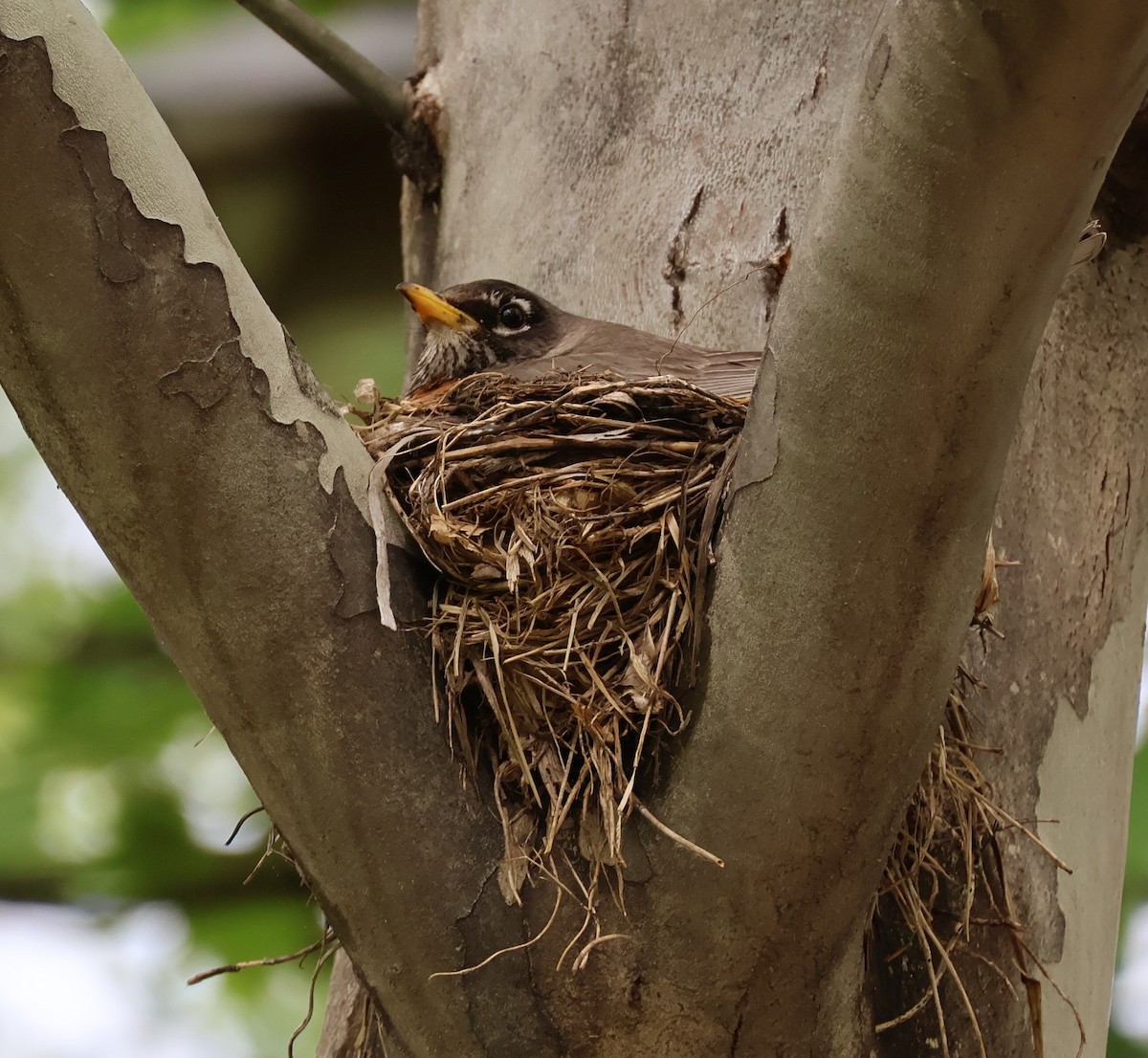 American Robin - ML635170513
