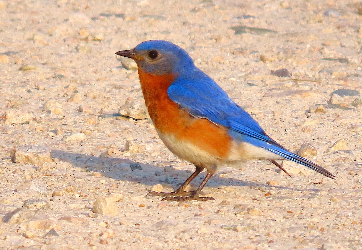 Eastern Bluebird - ML635170598