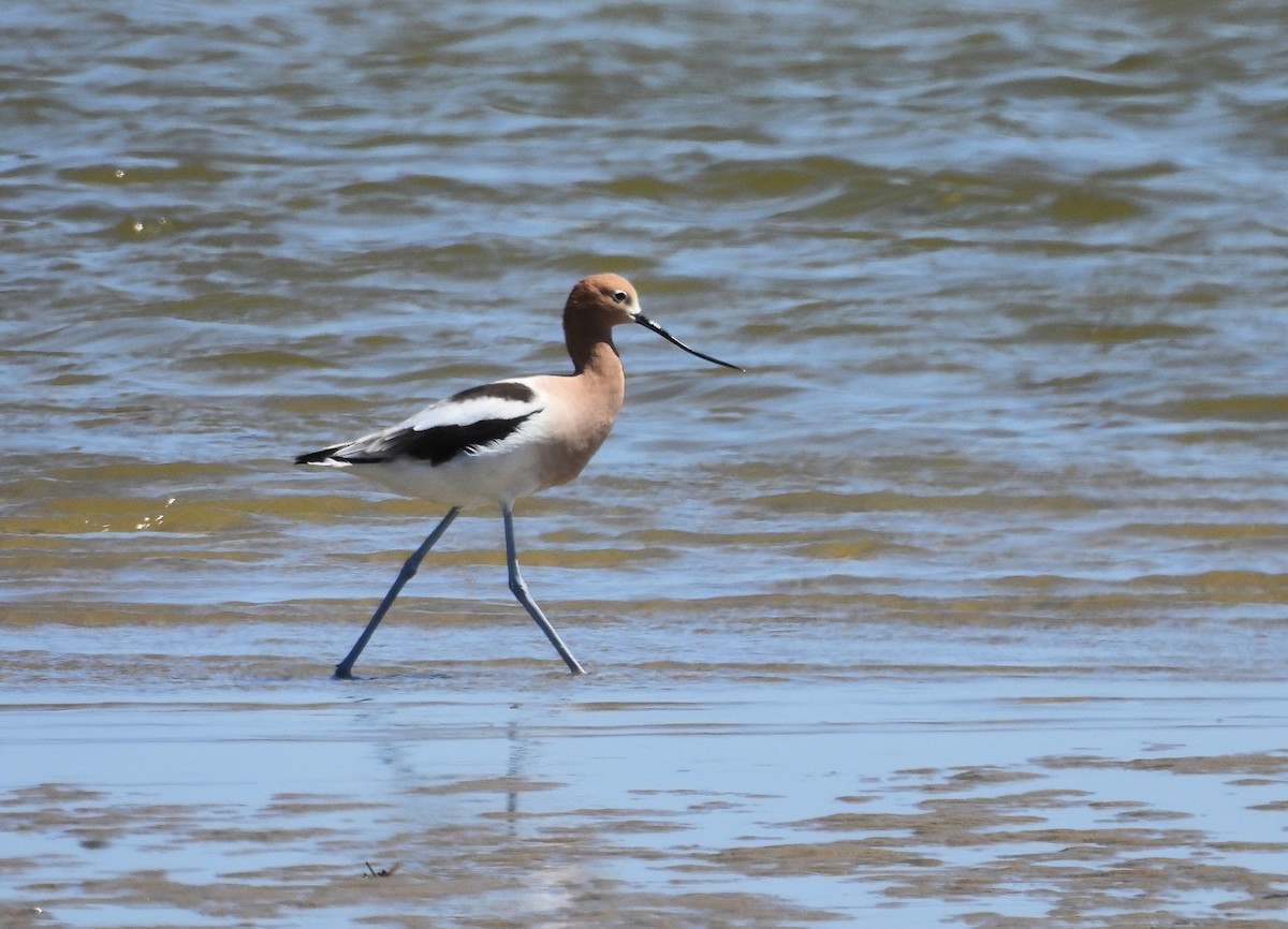 American Avocet - ML635170613
