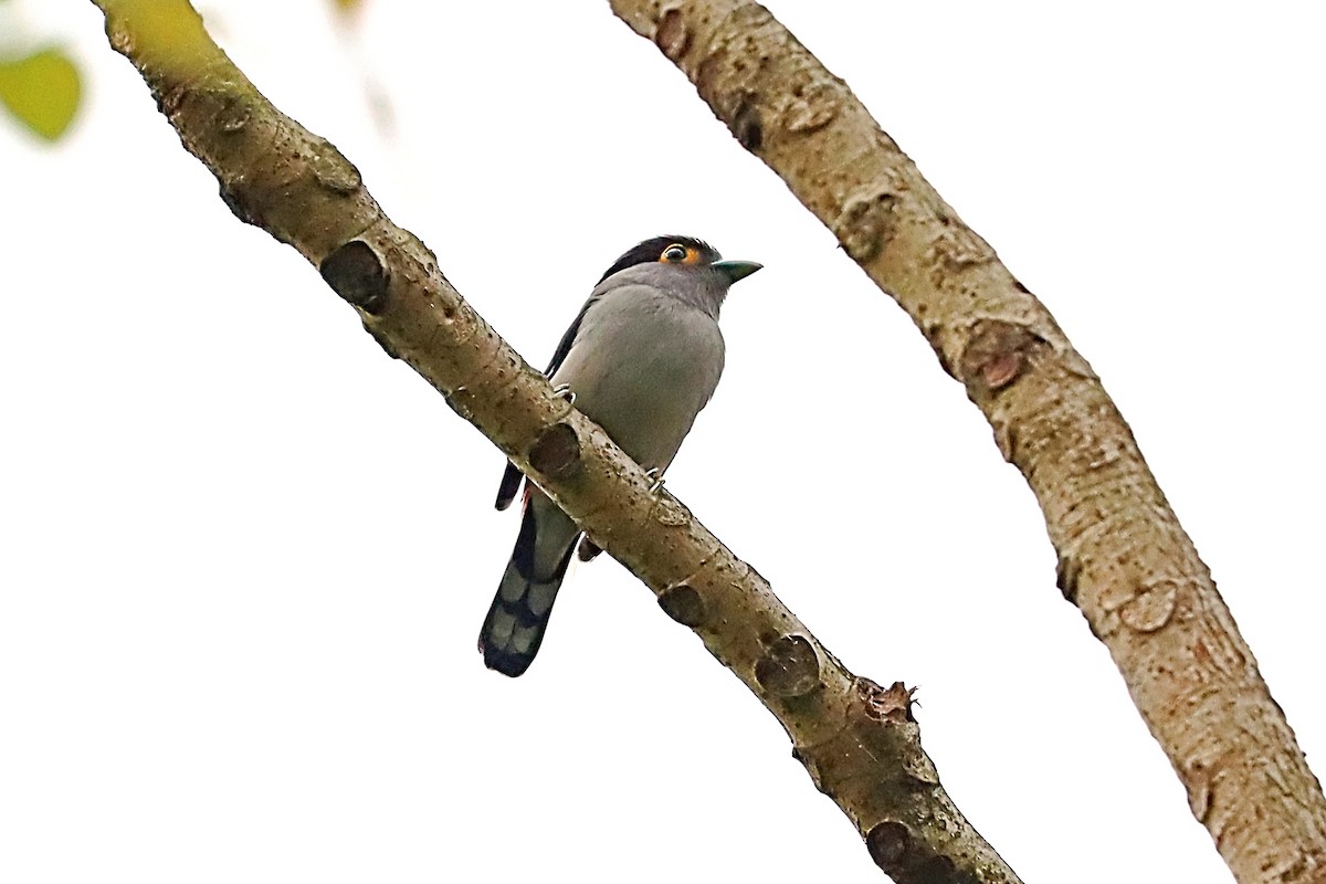 Gray-lored Broadbill - ML635170623