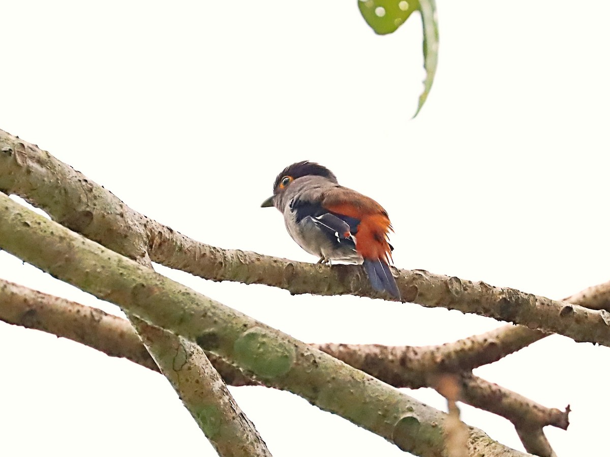 Gray-lored Broadbill - ML635170624