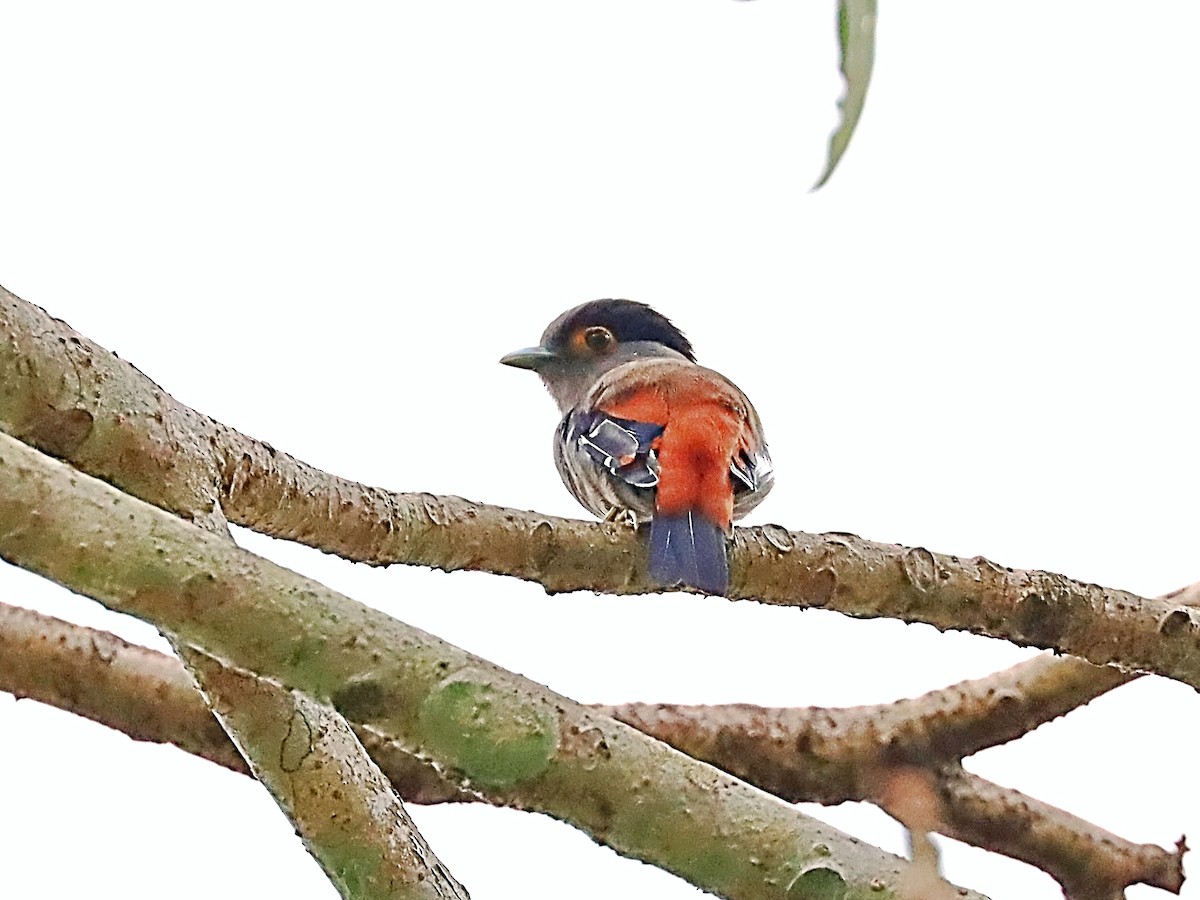 Gray-lored Broadbill - ML635170626
