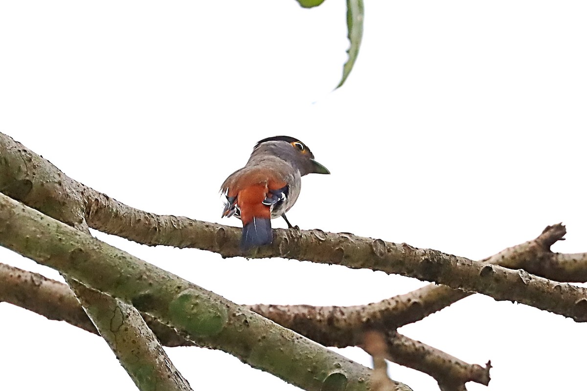 Gray-lored Broadbill - ML635170627