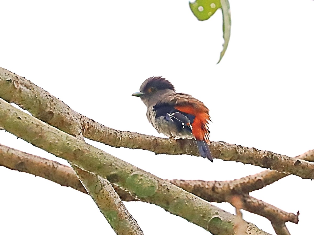 Gray-lored Broadbill - ML635170628