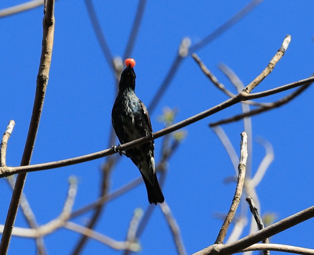 Asian Glossy Starling - ML635170669