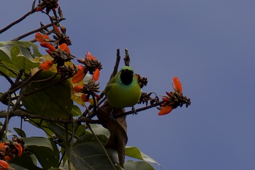 Borneo Yaprakkuşu - ML635170723