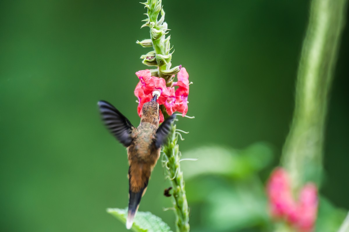 Stripe-throated Hermit - ML635170724