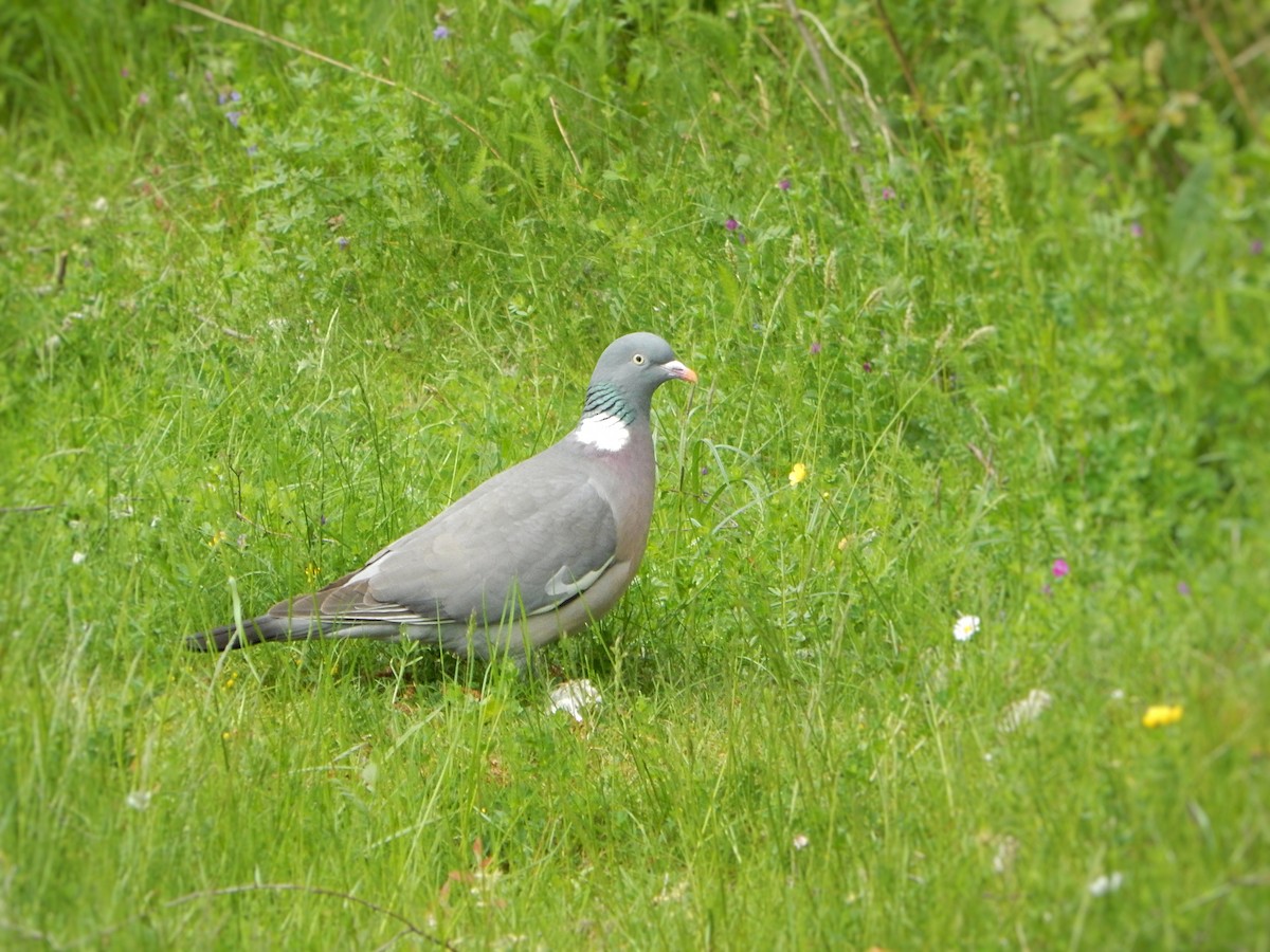 Common Wood-Pigeon - ML635170725