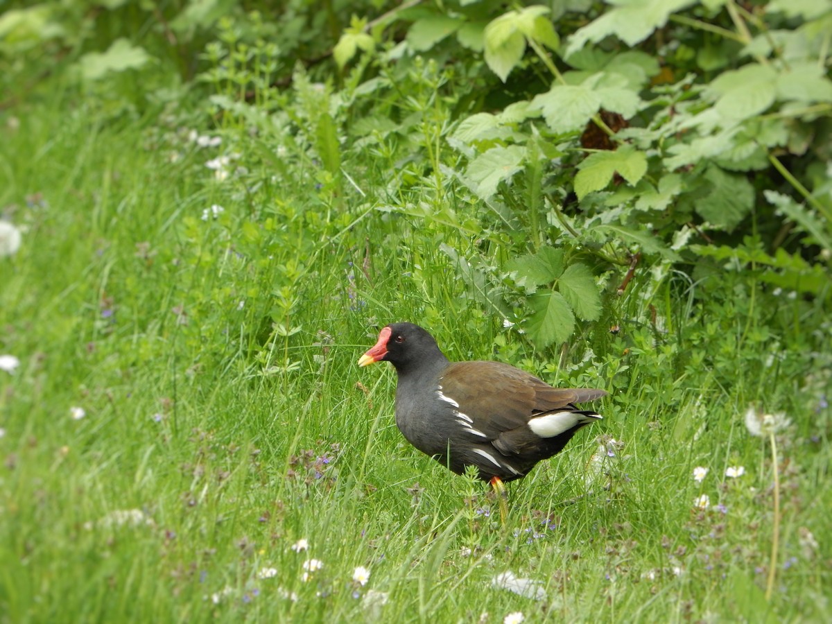 Eurasian Moorhen - ML635170730