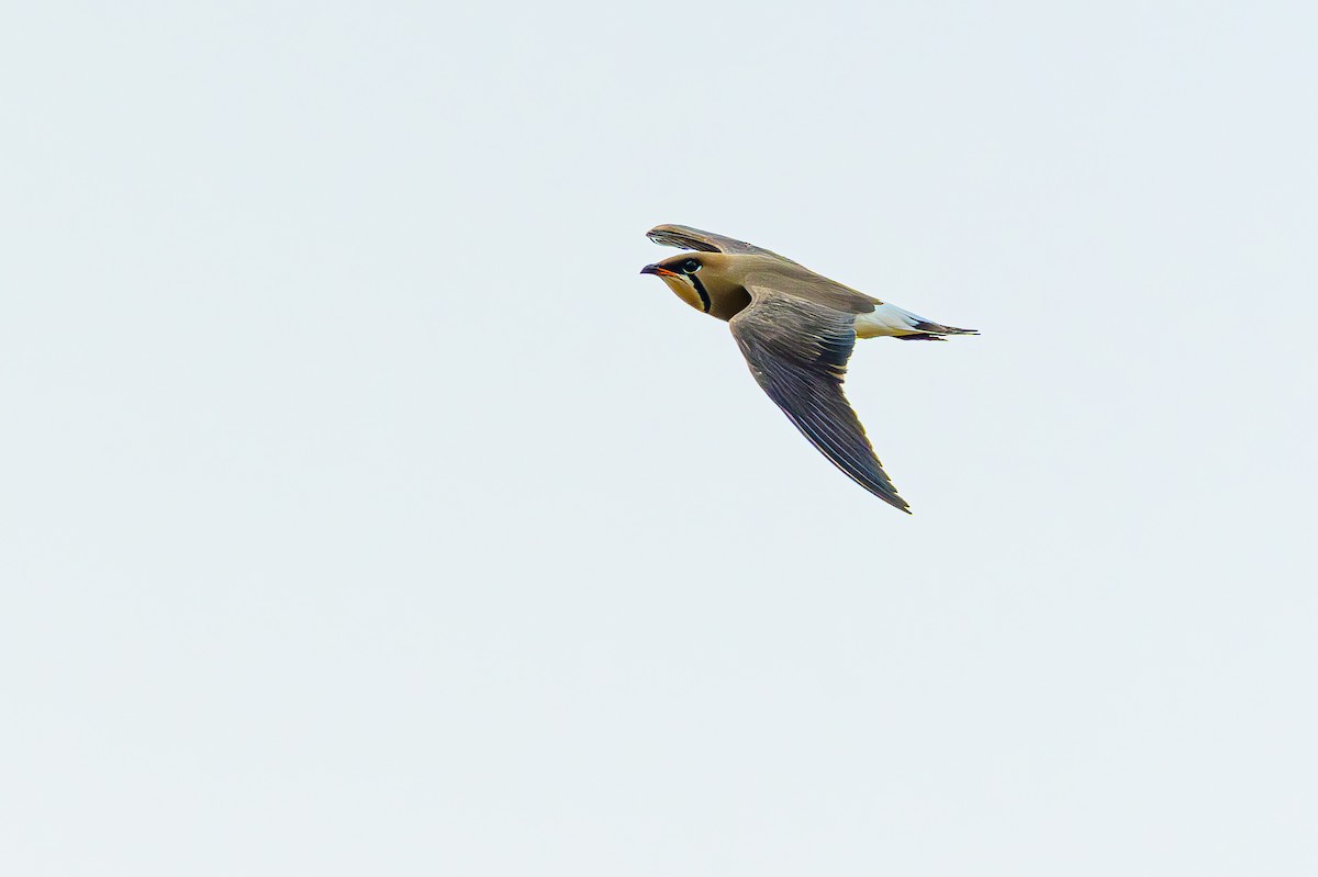 Oriental Pratincole - ML635170783
