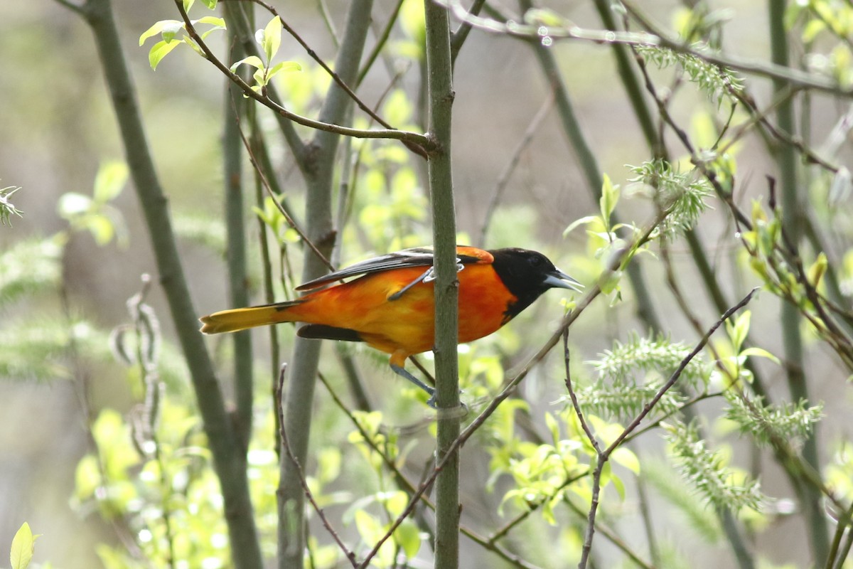 Oriole de Baltimore - ML635170787