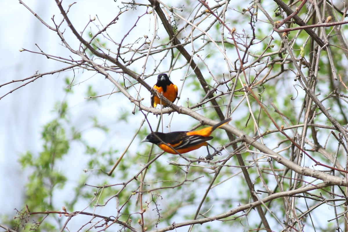 Oriole de Baltimore - ML635170788