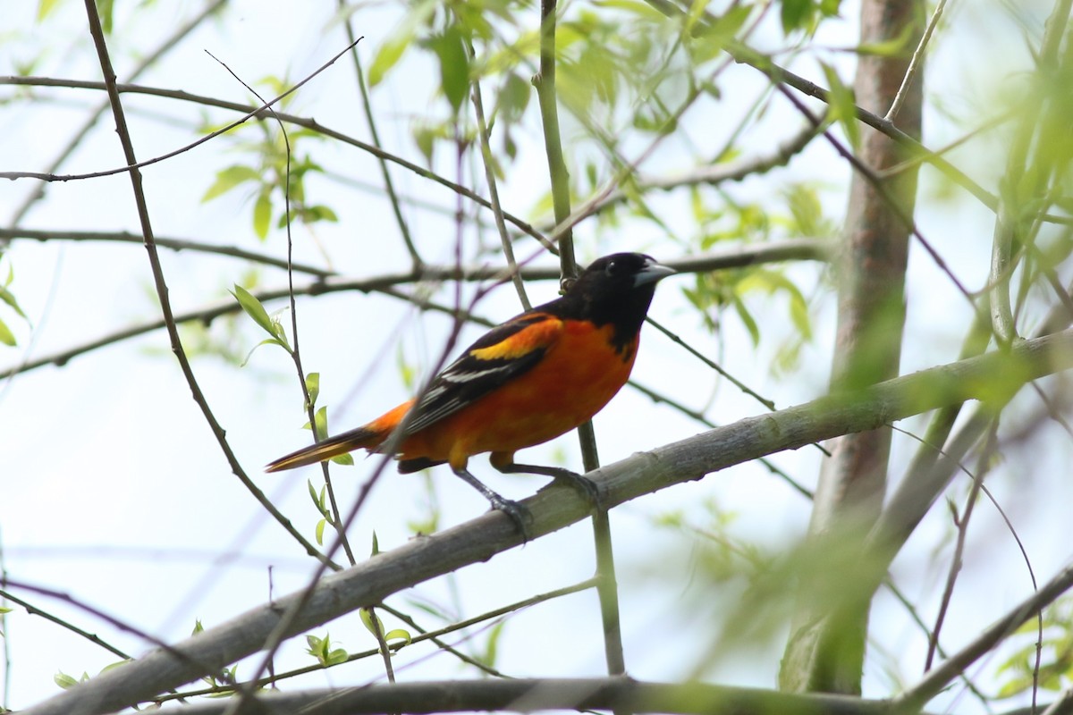 Oriole de Baltimore - ML635170789
