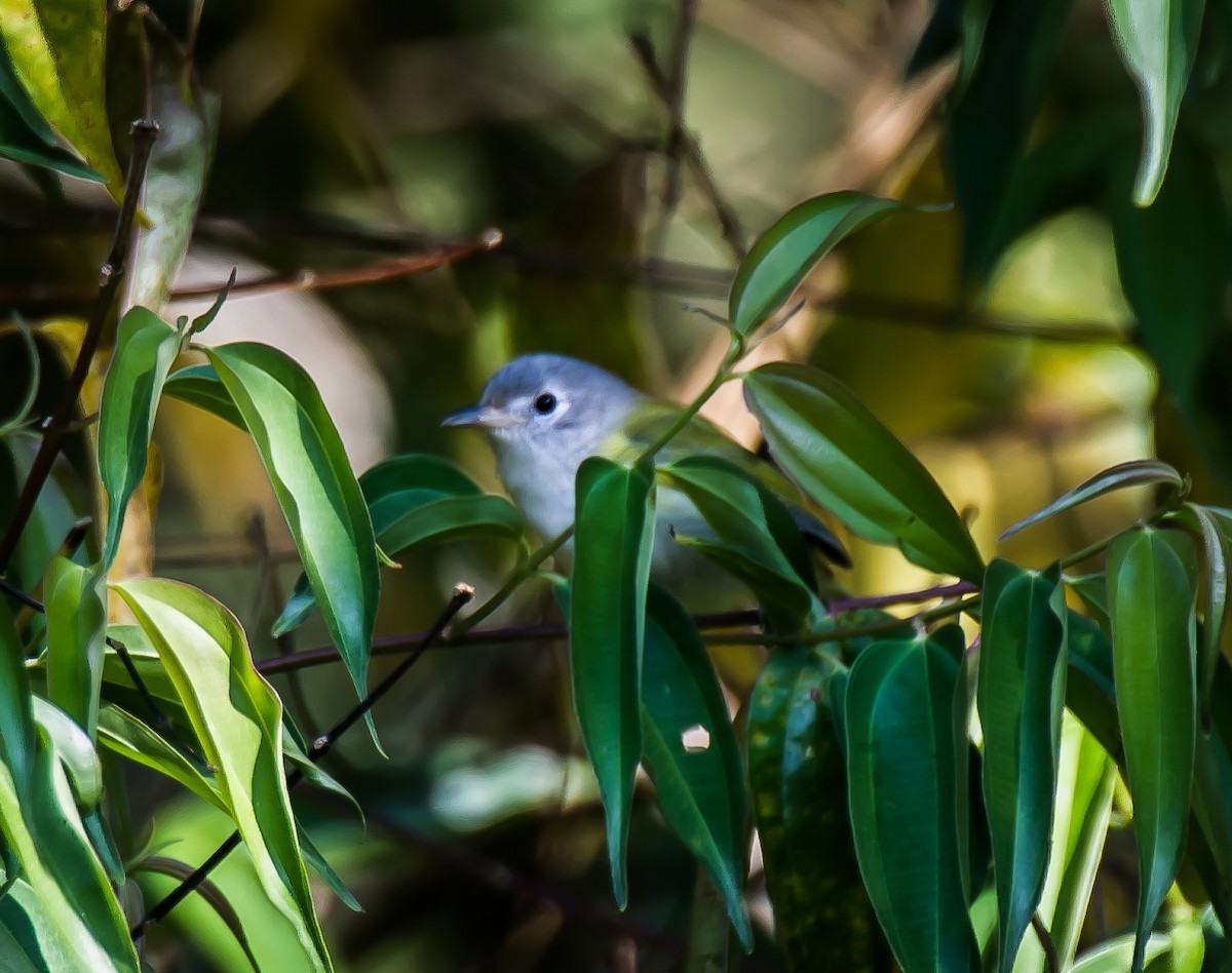 Lesser Greenlet - ML635170808