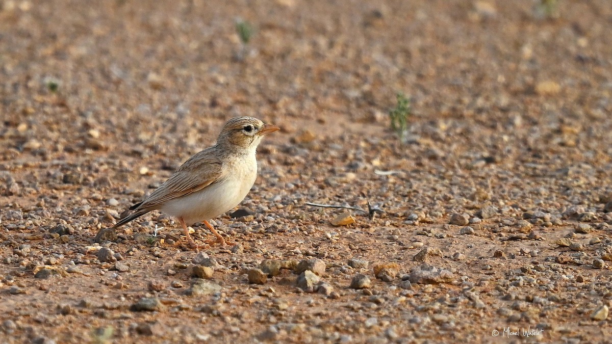 Arabian Lark - ML635170816
