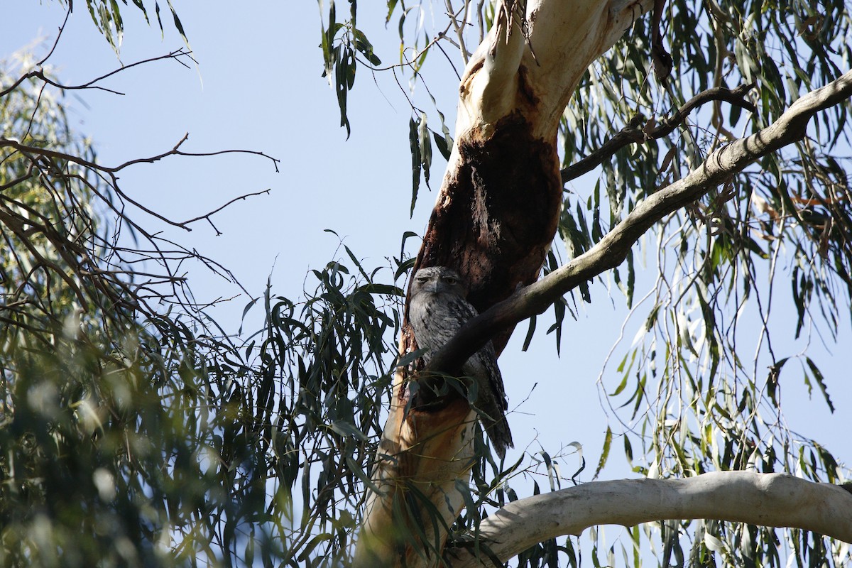 Tawny Frogmouth - ML635170899