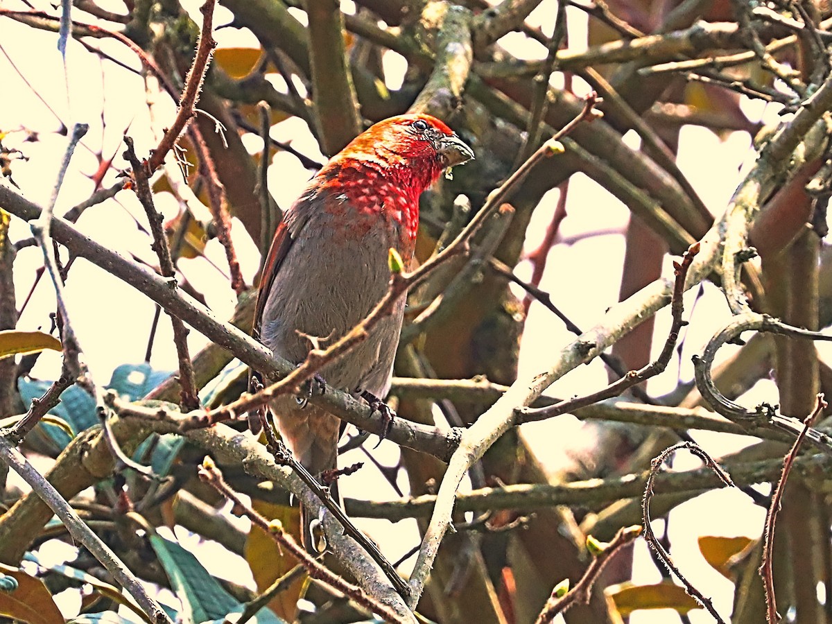 Crimson-browed Finch - ML635170957