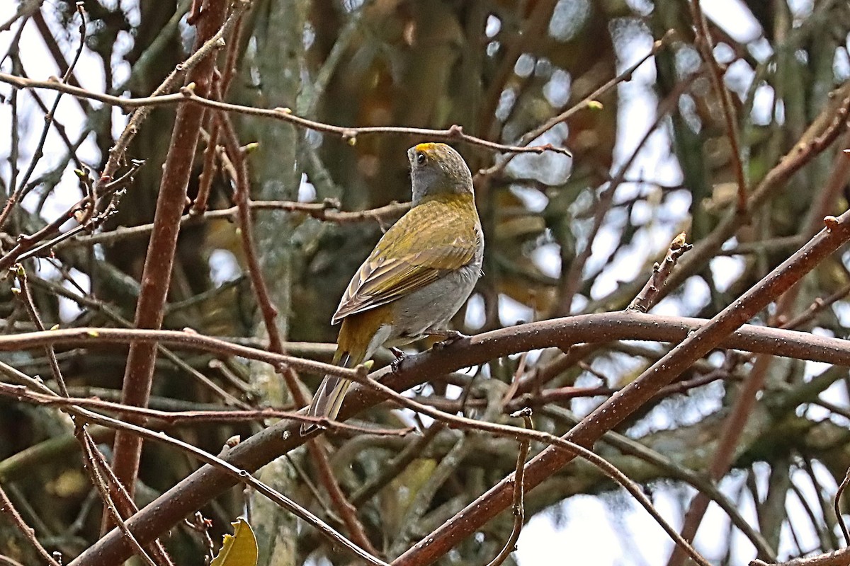 Crimson-browed Finch - ML635170959