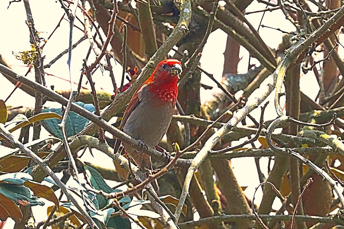 Crimson-browed Finch - ML635170960