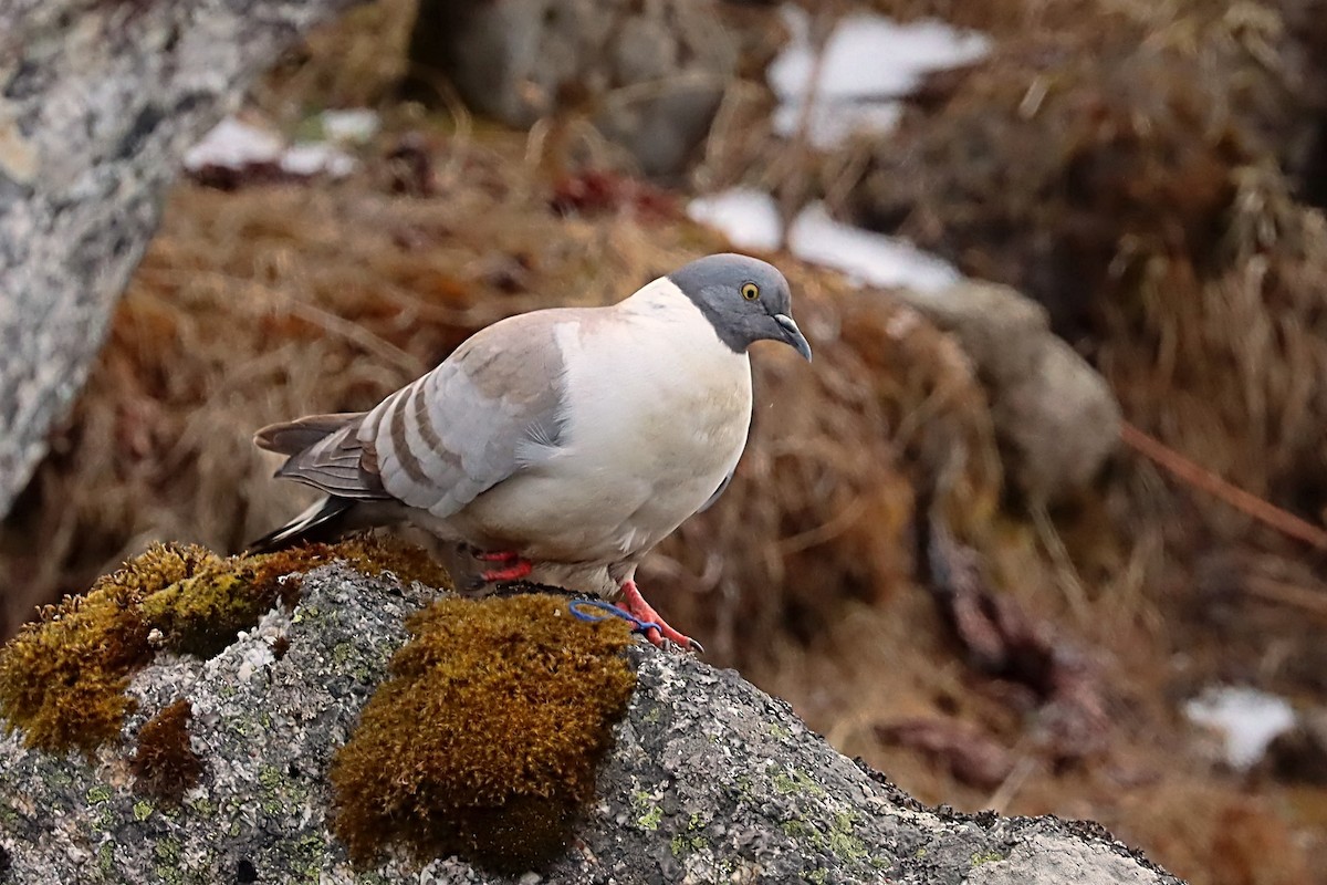 Snow Pigeon - ML635171025