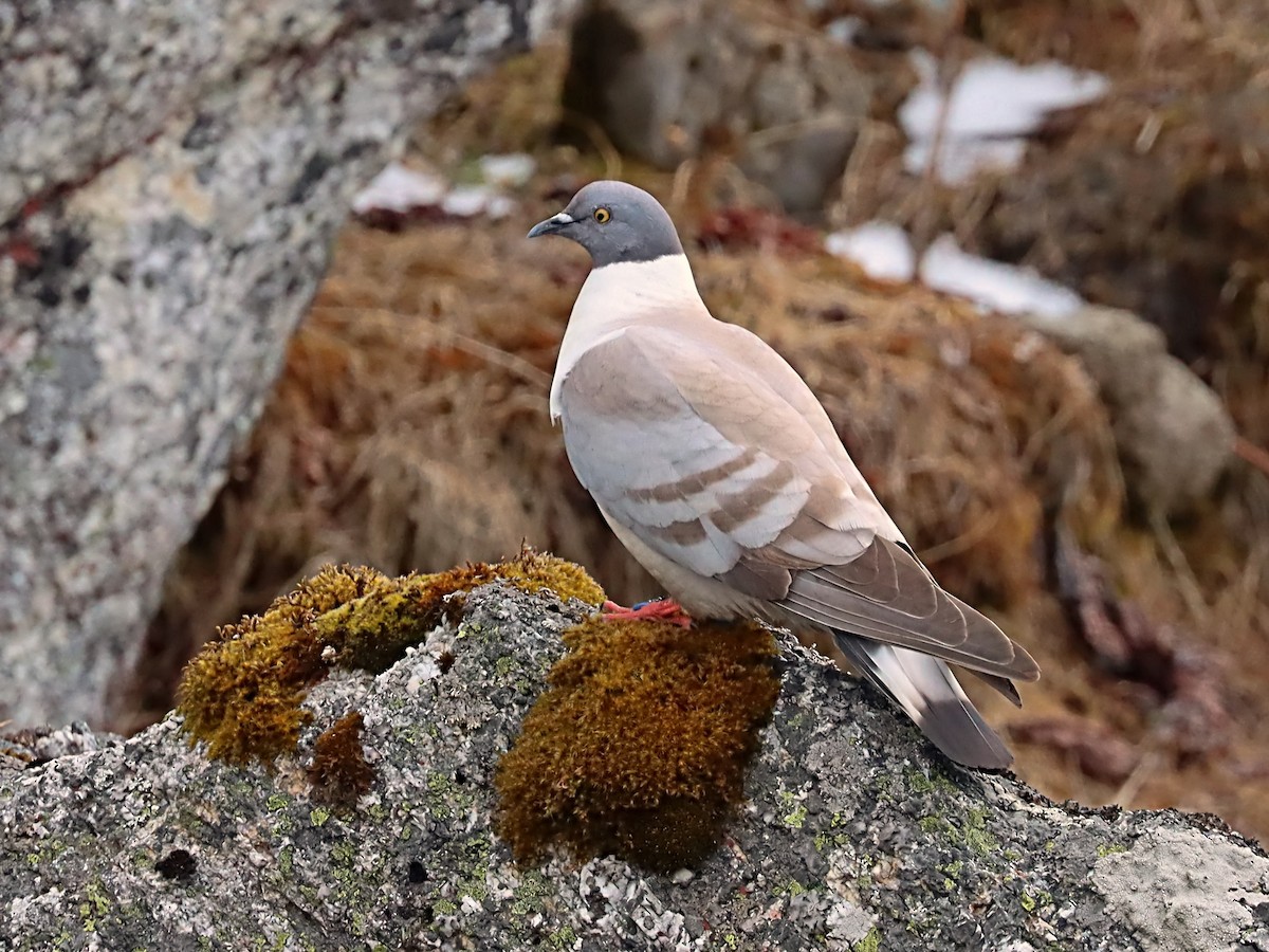 Snow Pigeon - ML635171026