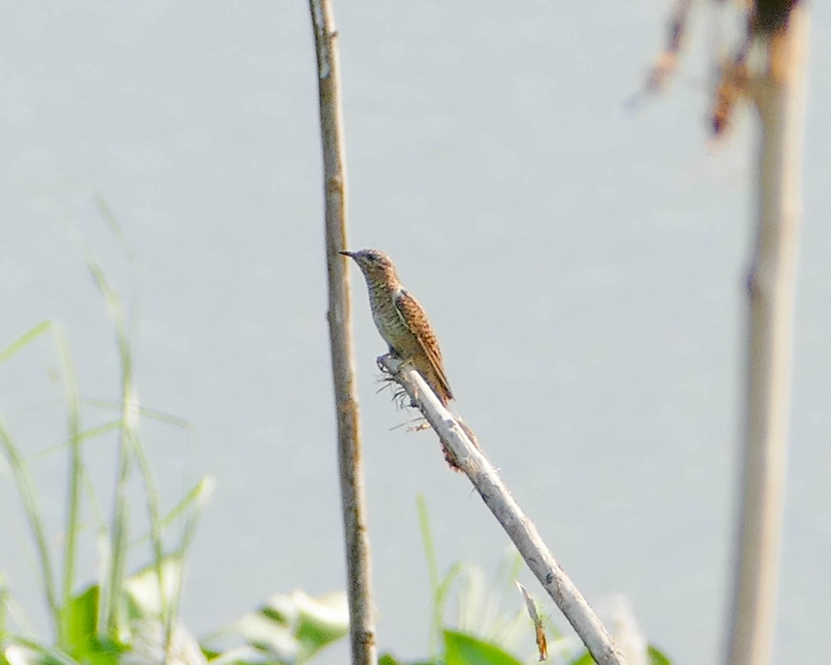Plaintive Cuckoo - ML635171031