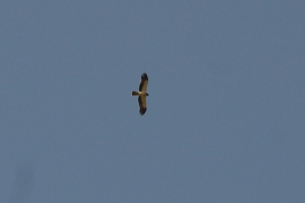 Booted Eagle - ML635171033