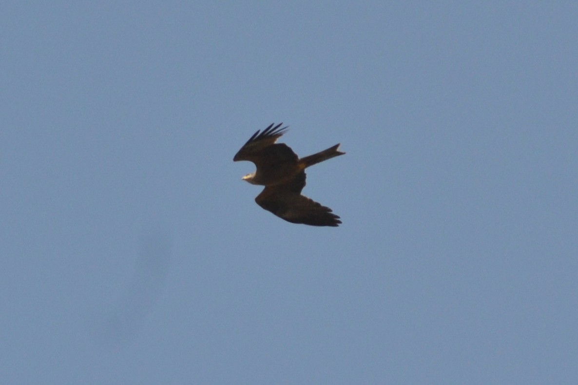 Black Kite - ML635171055