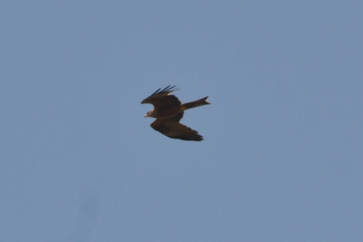 Black Kite - ML635171066