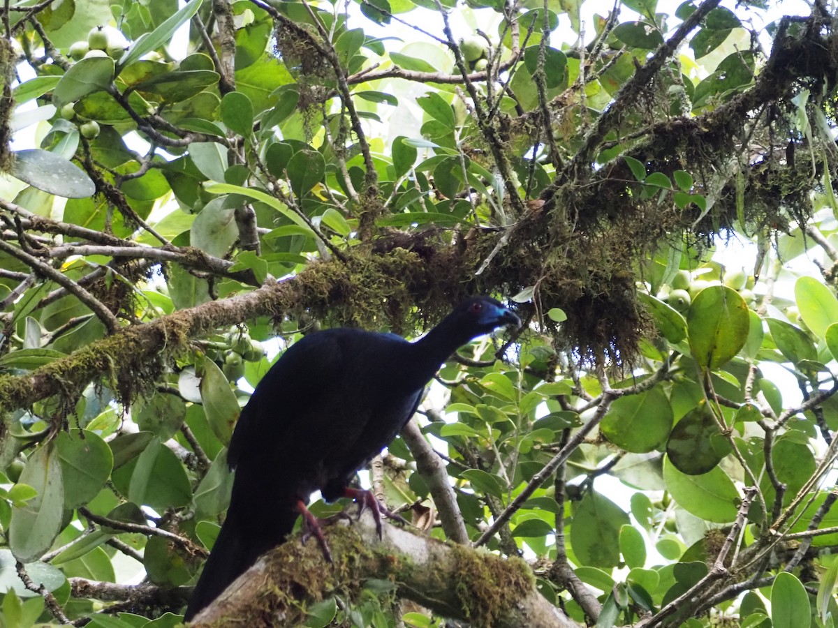 Black Guan - ML635171069