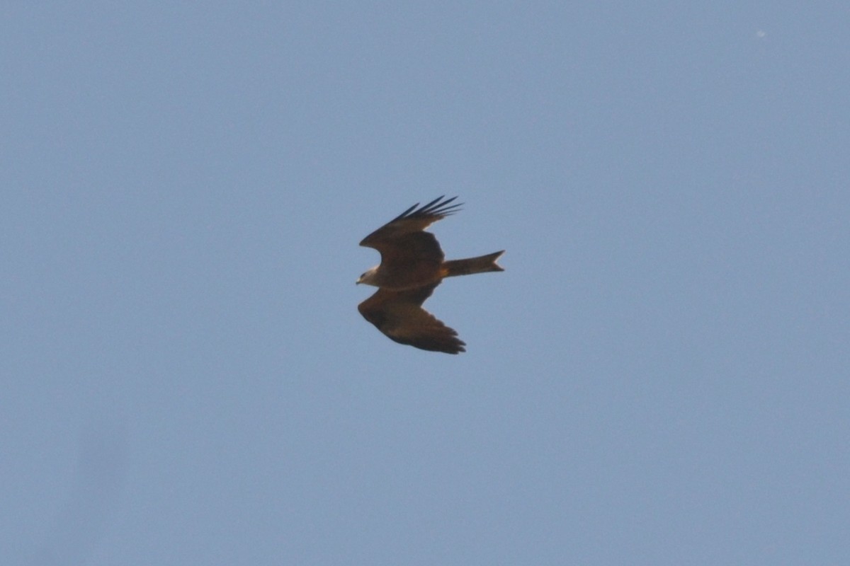 Black Kite - ML635171081