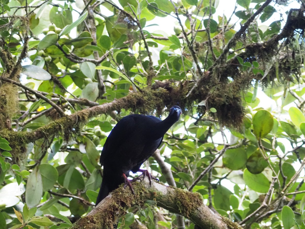 Black Guan - ML635171083