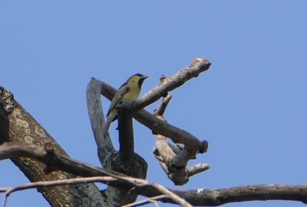 セアカスズメ - ML635171085