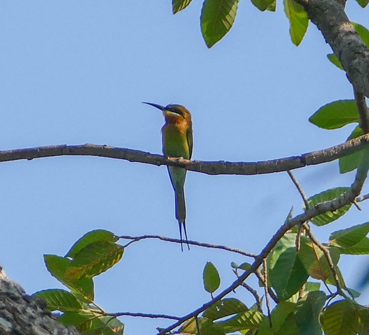 Blue-tailed Bee-eater - ML635171092