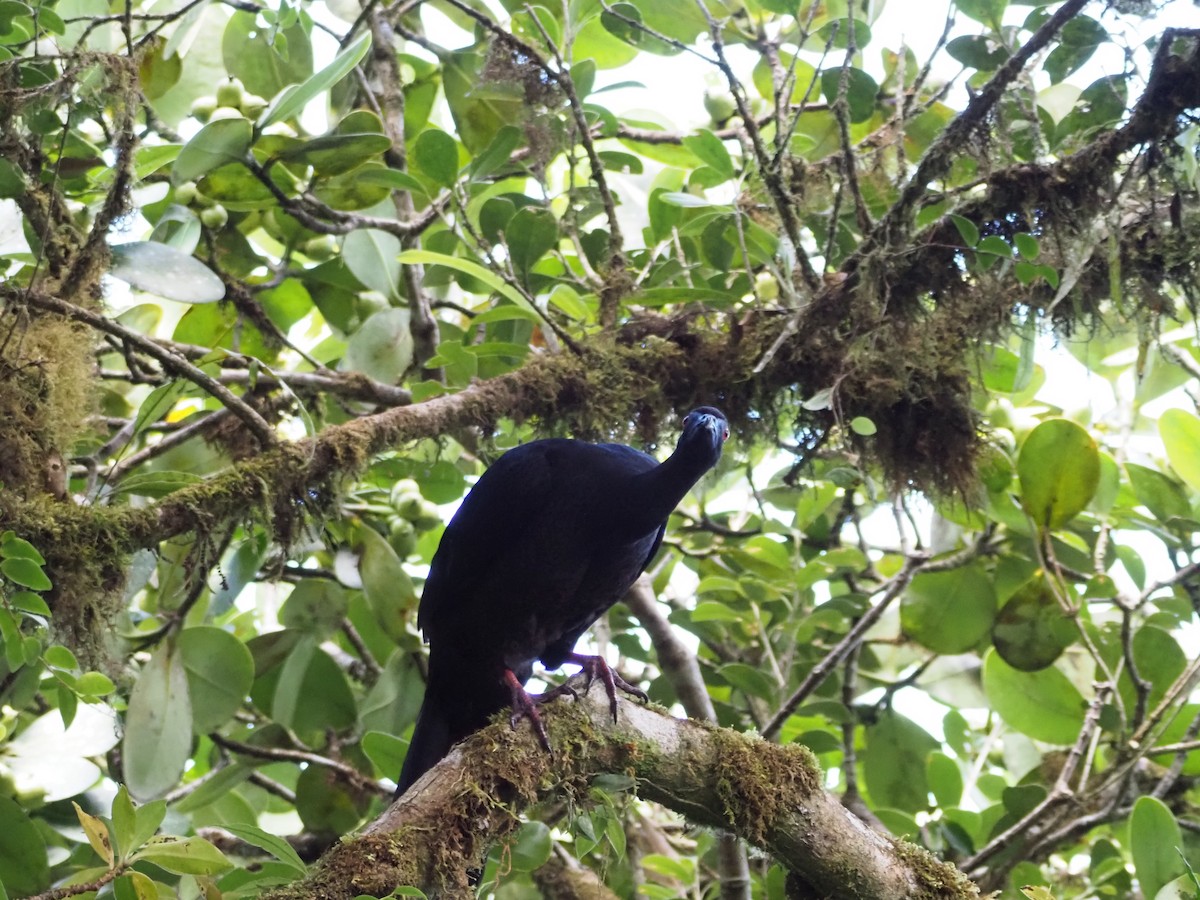 Black Guan - ML635171094