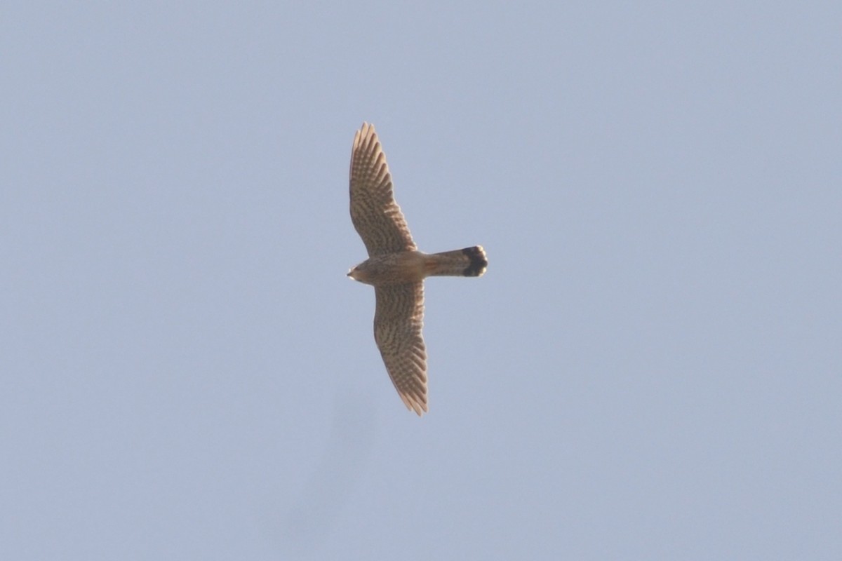 Eurasian Kestrel - ML635171104