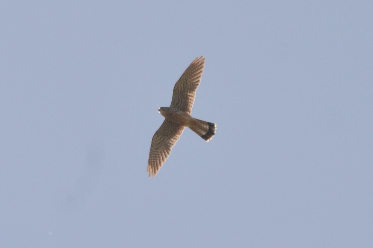 Eurasian Kestrel - ML635171118