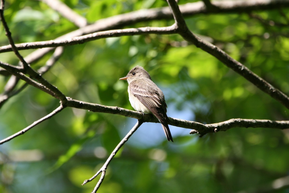 Eastern Wood-Pewee - ML635171119