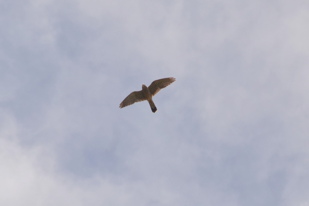 Eurasian Kestrel - ML635171132