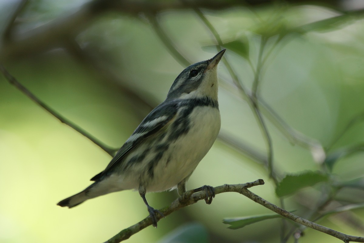 Cerulean Warbler - ML635171143