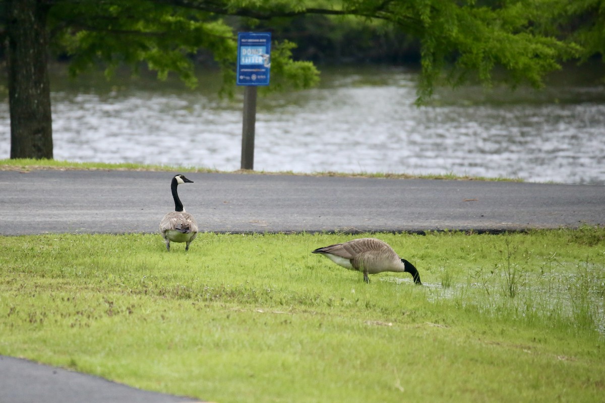Canada Goose - ML635171144