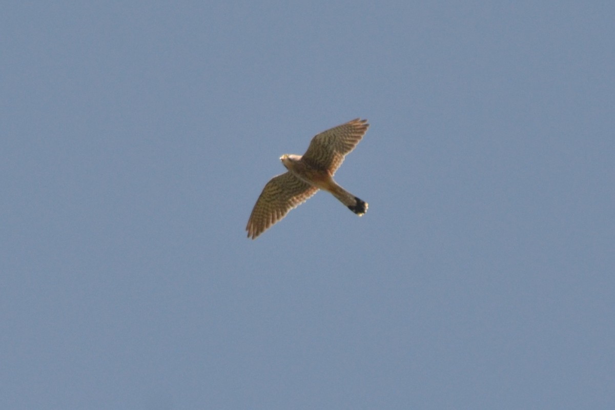 Eurasian Kestrel - ML635171147
