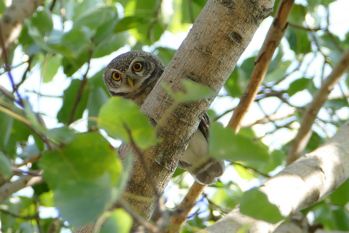 Spotted Owlet - ML635171186