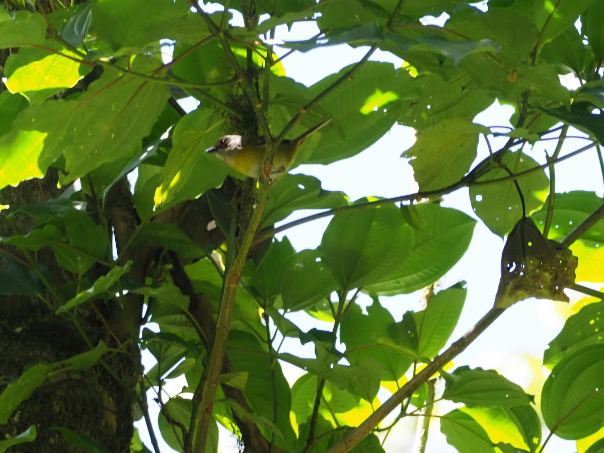 Common Chlorospingus - ML635171252