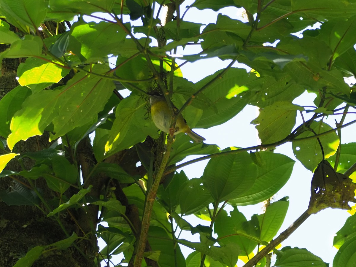 Common Chlorospingus - ML635171265