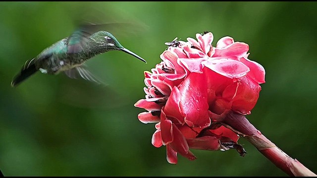 Green-crowned Brilliant - ML635171289