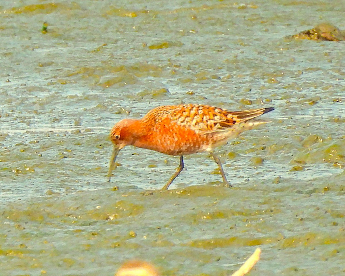 Sichelstrandläufer - ML635171295