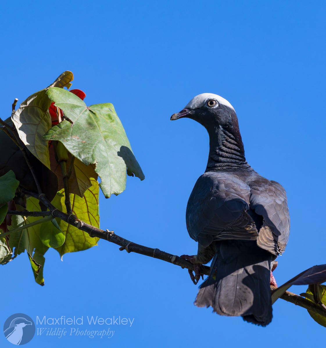 White-crowned Pigeon - ML635171303