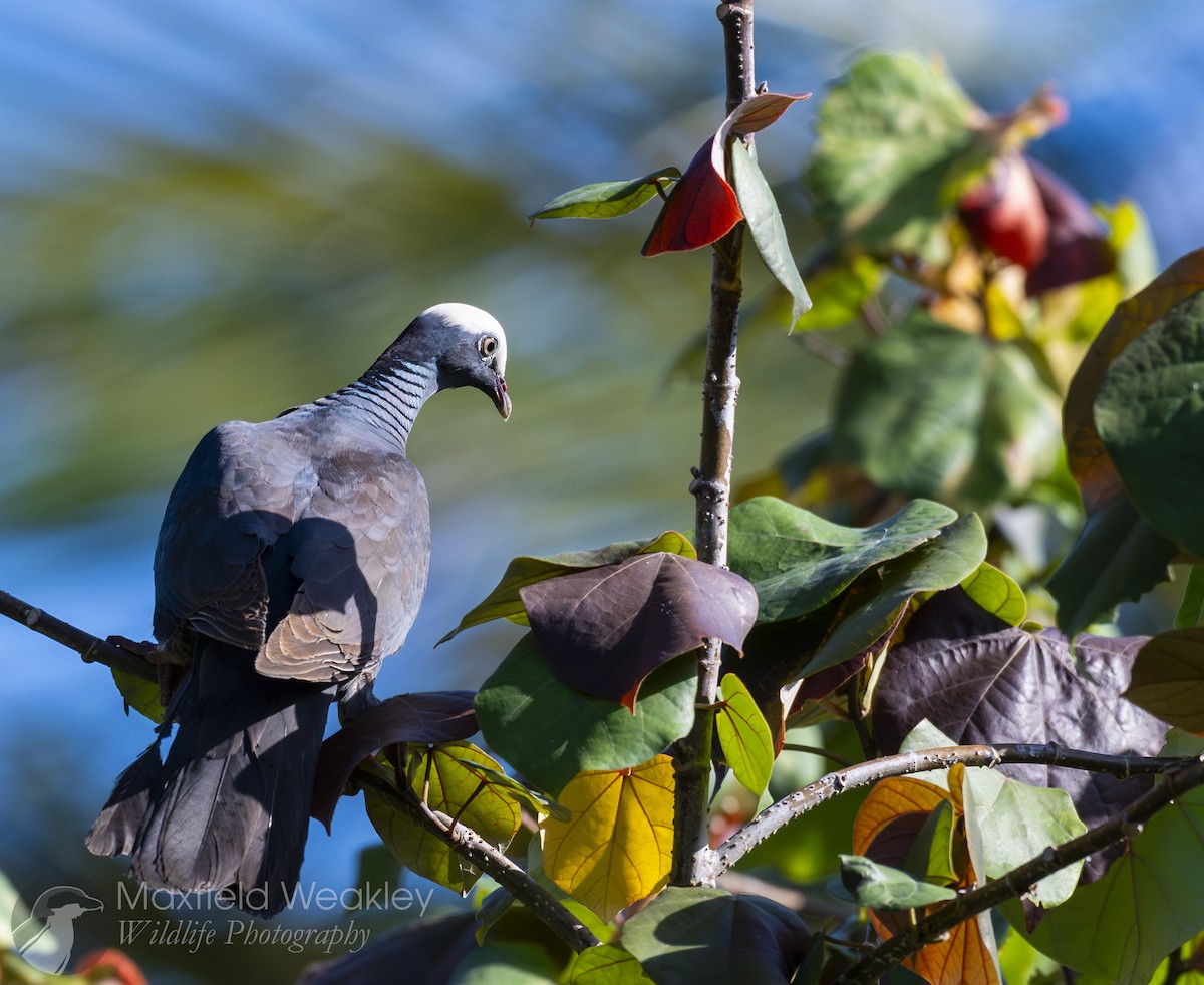 White-crowned Pigeon - ML635171304