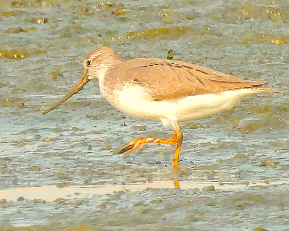 Terekwasserläufer - ML635171345